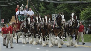 Clydesdales deliver check